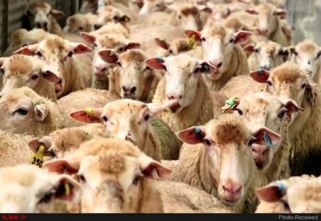 فروش دام،اخباراقتصادی ،خبرهای اقتصادی فروش دام,اخباراقتصادی ,خبرهای اقتصادی