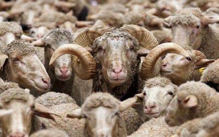  بازار گوشت,اخباراقتصادی ,خبرهای اقتصادی 