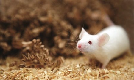 موش‌های نر ,اخبار علمی ,خبرهای علمی 