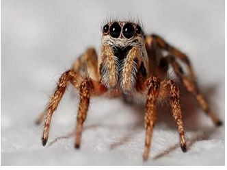عنکبوت ,اخبار علمی ,خبرهای علمی 