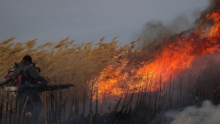 آتش سوزی در هورالعظیم،اخبار حوادث،خبرهای حوادث