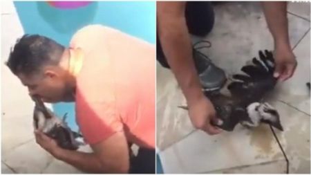 نجات پرنده در حال مرگ با انجام CPR،اخبار گوناگون،خبرهای گوناگون نجات پرنده در حال مرگ با انجام CPR،اخبار گوناگون،خبرهای گوناگون