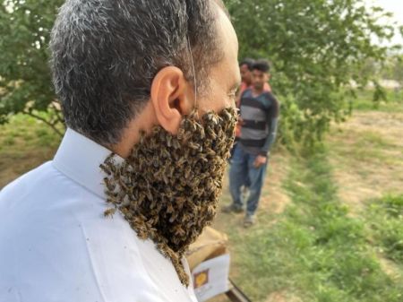 تحمل ۲۴۰ هزار نيش زنبور،اخبار گوناگون،خبرهای گوناگون تحمل ۲۴۰ هزار نيش زنبور،اخبار گوناگون،خبرهای گوناگون