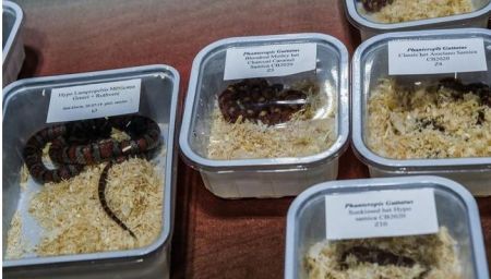  حیوانات عجیب و غریب ,اخبارگوناگون,خبرهای گوناگون 