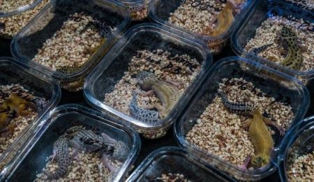  حیوانات عجیب و غریب ,اخبارگوناگون,خبرهای گوناگون 