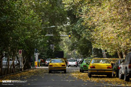 خزان زودرس درختان ،اخبارگوناگون,خبرهای گوناگون خزان زودرس درختان ,اخبارگوناگون,خبرهای گوناگون