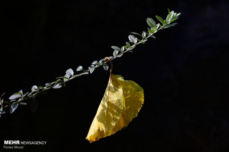  خزان زودرس درختان ,اخبارگوناگون,خبرهای گوناگون 