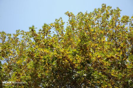 خزان زودرس درختان ،اخبارگوناگون,خبرهای گوناگون خزان زودرس درختان ,اخبارگوناگون,خبرهای گوناگون