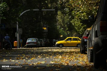 خزان زودرس درختان ،اخبارگوناگون,خبرهای گوناگون خزان زودرس درختان ,اخبارگوناگون,خبرهای گوناگون
