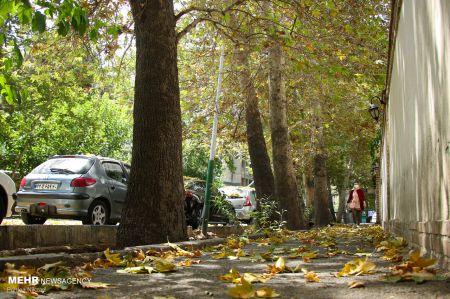 خزان زودرس درختان ،اخبارگوناگون,خبرهای گوناگون خزان زودرس درختان ,اخبارگوناگون,خبرهای گوناگون