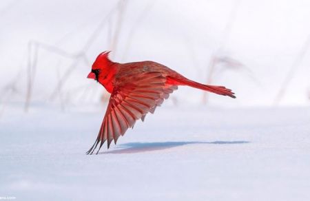عکس از پرندگان ،اخبارگوناگون,خبرهای گوناگون عکس از پرندگان,اخبارگوناگون,خبرهای گوناگون