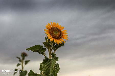 مزرعه آفتابگردان ,اخبارگوناگون,خبرهای گوناگون 