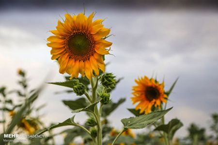 مزرعه آفتابگردان ,اخبارگوناگون,خبرهای گوناگون 