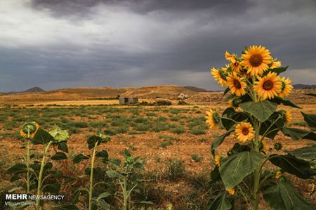 مزرعه آفتابگردان ,اخبارگوناگون,خبرهای گوناگون 