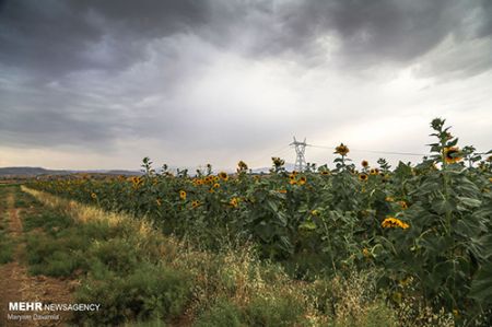 مزرعه آفتابگردان ،اخبارگوناگون,خبرهای گوناگون مزرعه آفتابگردان ,اخبارگوناگون,خبرهای گوناگون