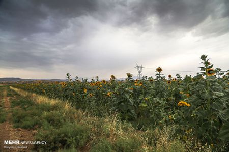 مزرعه آفتابگردان ,اخبارگوناگون,خبرهای گوناگون 