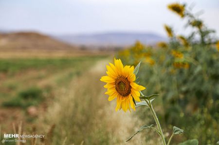 مزرعه آفتابگردان ,اخبارگوناگون,خبرهای گوناگون 