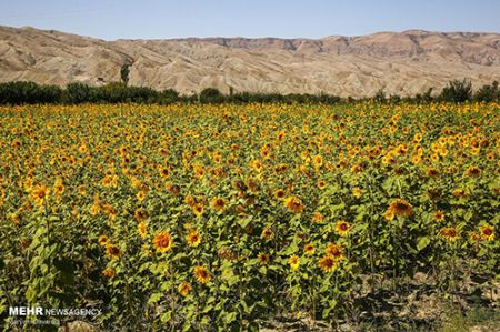 مزرعه آفتابگردان ,اخبارگوناگون,خبرهای گوناگون 