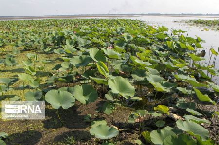 تالاب انزلی،اخبار اجتماعی،خبرهای اجتماعی تالاب انزلی،اخبار اجتماعی،خبرهای اجتماعی