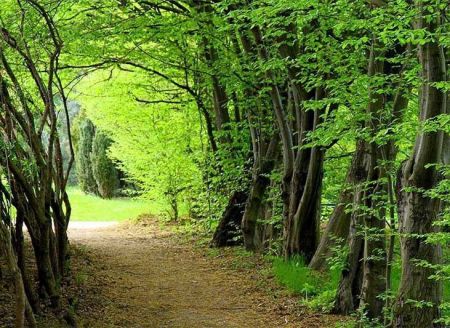 جنگل،اخبار اجتماعی،خبرهای اجتماعی جنگل،اخبار اجتماعی،خبرهای اجتماعی