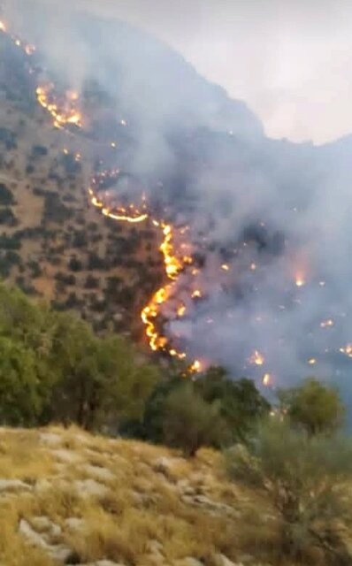 آتش سوزی در جنگل های گچساران،اخبار حوادث،خبرهای حوادث آتش سوزی در جنگل های گچساران،اخبار حوادث،خبرهای حوادث