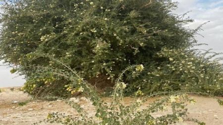 کشف درختی بی نظیر در عمان،اخبار گوناگون،خبرهای گوناگون کشف درختی بی نظیر در عمان،اخبار گوناگون،خبرهای گوناگون