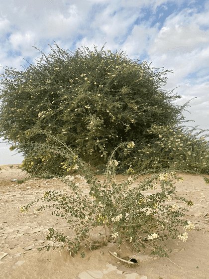 کشف درختی بی نظیر در عمان،اخبار گوناگون،خبرهای گوناگون