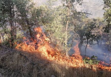 آتش سوزی در جنگل های گچساران،اخبار حوادث،خبرهای حوادث