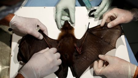 ویروس کرونا در خفاش‌های انگلیسی،اخبار پزشکی،خبرهای پزشکی