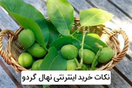 خرید نهال گردو خرید اینترنتی نهال گردو,خرید نهال گردو