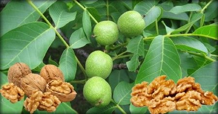 خرید اینترنتی نهال گردو خرید اینترنتی نهال گردو,خرید نهال گردو