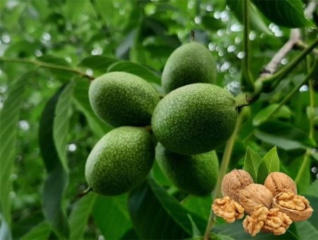 خرید نهال گردویی خرید اینترنتی نهال گردو,خرید نهال گردو,خرید نهال گردویی