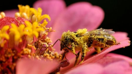 زنبورهای کارگر ,اخبار علمی ,خبرهای علمی 