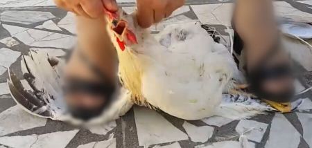 حیوانکشی توسط زنان ،اخباراجتماعی ،خبرهای اجتماعی حیوانکشی توسط زنان ,اخبار اجتماعی ,خبرهای اجتماعی
