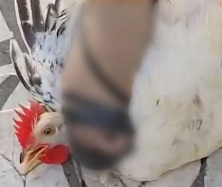 حیوانکشی توسط زنان ،اخباراجتماعی ،خبرهای اجتماعی حیوانکشی توسط زنان ,اخبار اجتماعی ,خبرهای اجتماعی