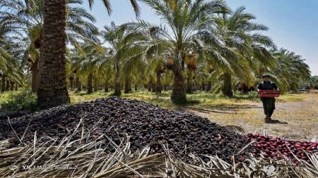 خرما ،اخباراقتصادی ،خبرهای اقتصادی خرما ,اخباراقتصادی ,خبرهای اقتصادی