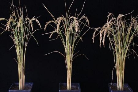 دستکاری ژنتیک ،اخبار علمی،خبرهای علمی دستکاری ژنتیک ,اخبار علمی ,خبرهای علمی