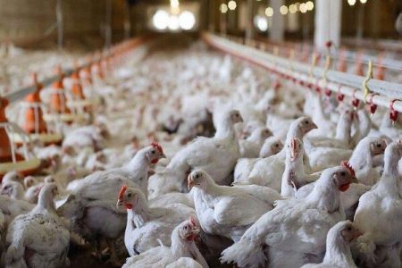 قیمت تخم مرغ،اخباراقتصادی ،خبرهای اقتصادی قیمت تخم مرغ,اخباراقتصادی ,خبرهای اقتصادی