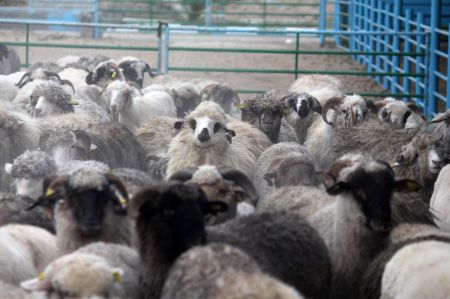 کمبود دام و گوشت در کشور،اخبار اقتصادی،خبرهای اقتصادی کمبود دام و گوشت در کشور،اخبار اقتصادی،خبرهای اقتصادی