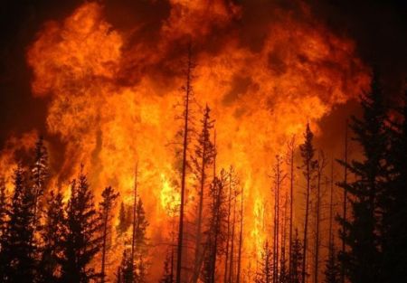 آتش سوزی جنگل های ترکیه،اخبار بین الملل،خبرهای بین الملل