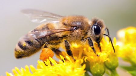 زنبور عسل،اخبار علمی،خبرهای علمی