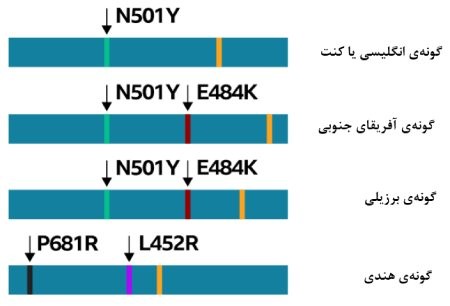شناسایی و تشخیص کرونا تست کرونا در منزل,مراکز معتبر تست کرونا در تهران,شناسایی و تشخیص کرونا