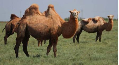 حیات وحش،اخبارگوناگون,خبرهای گوناگون حیات وحش ,اخبارگوناگون,خبرهای گوناگون