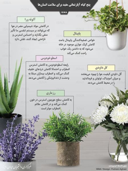 گیاه آپارتمانی مفید،اخبار پزشکی ،خبرهای پزشکی گیاه آپارتمانی مفید,اخبار پزشکی ,خبرهای پزشکی