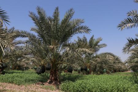 برداشت خرما،اخباراجتماعی ،خبرهای اجتماعی برداشت خرما,اخبار اجتماعی ,خبرهای اجتماعی