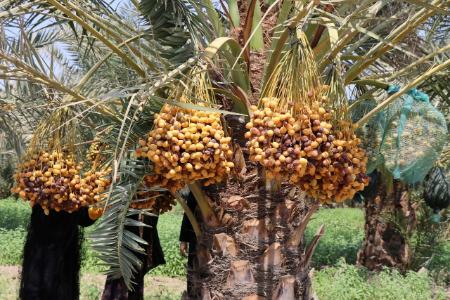 برداشت خرما،اخباراجتماعی ،خبرهای اجتماعی برداشت خرما,اخبار اجتماعی ,خبرهای اجتماعی