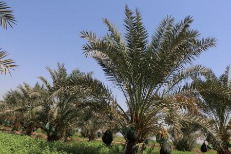 برداشت خرما،اخباراجتماعی ،خبرهای اجتماعی برداشت خرما,اخبار اجتماعی ,خبرهای اجتماعی