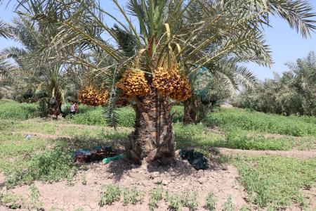برداشت خرما،اخباراجتماعی ،خبرهای اجتماعی برداشت خرما,اخبار اجتماعی ,خبرهای اجتماعی