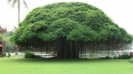 درخت بانیان،اخبارگوناگون,خبرهای گوناگون درخت بانیان,اخبارگوناگون,خبرهای گوناگون