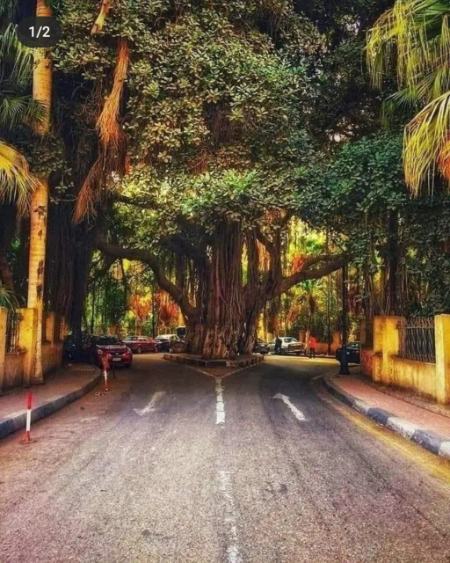 درخت بانیان،اخبارگوناگون,خبرهای گوناگون درخت بانیان,اخبارگوناگون,خبرهای گوناگون